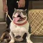 كلب امريكان بولي