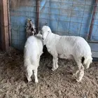 طليان حريات للبيع