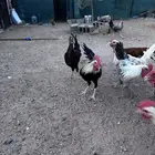 دياكه للبيع