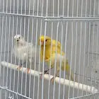 كناري مفتل اصفر وابيض تم البيع
