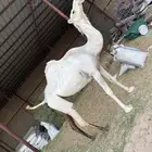 السلام عليكم ورحمة الله لقحه على جميع الشروط