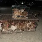 دجاج للبيع العمر 4 اشهر