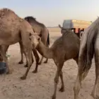 حاشي لباني شحم