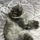 قطط