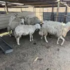 غنم حريه