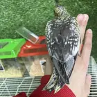 فروخ كروان هدد نهاية غر