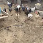 دجاج بلدي