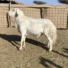 طلي فحل مشروط