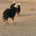 غنم نجد