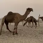 بعير للبيع