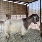 تيس فحل