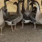 وز للبيع عراقي وبلدي