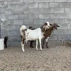 معزا محايليه خلفات وحليب وافر