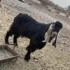 تيس عارضي