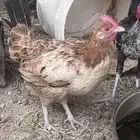 دجاج
