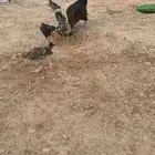 دجاجه رقاده