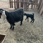 عنز عارضيه والد معه جفره