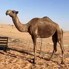 للبيع ضروبه