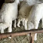 طليان هرافى لباني حيل جفار شحم