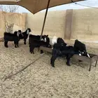 تيوس