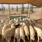 بهم حري عدد 27