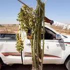 شرازيه شمشوله شهل لبانه