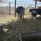 ضان نجد ولد 6معها 7