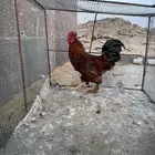 ديوك تراثيه