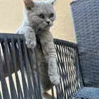 سكوتش ستريت أنثى و دبل فولد أنثى للبيع