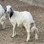 طلي للبيع الموقع محايل الصحه شرط و سمين