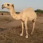 قعود باتلي فاخر سلالة ابل ابو عجاريد