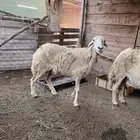 ضان حريات