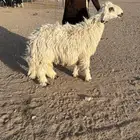طلي حري فاخر جذع