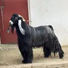تيس فحل عارضي