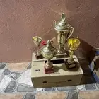 كوؤس بطولة جديدة