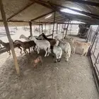 غنم