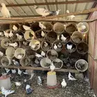 حمام مشكل