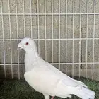 حمام زاجل
