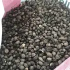 البان العربي بذار يسر مرنقا