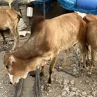 ثور فحل