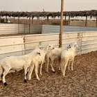 خرفان سواكن