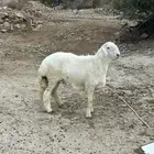 طلي فحل جذع حوالي 9 اشهر