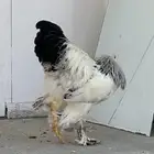 طقم براهما كولمبي