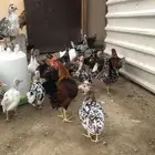دجاج عربي