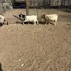 معزاء قزمية مع فحلهم