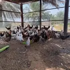 دجاج بلدي وفيومي المونيوم