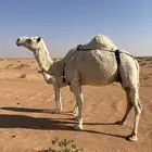 للبيع خلفه وضحاء تحتها بكره هديه السن شاق