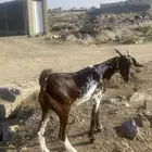 تيس للبيع