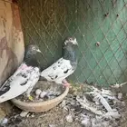 حمام باكستاني اساس وطبات