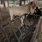 فحل مطور فاااخر